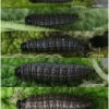 musch proto larva4 volg1 